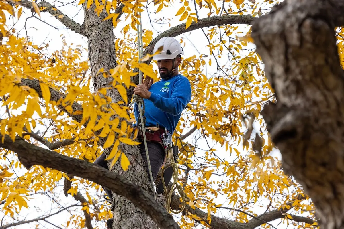 Skilled Tree Trimming crew working in Valley Spring